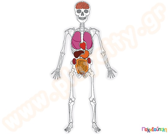 Ανθρώπινος σκελετός
