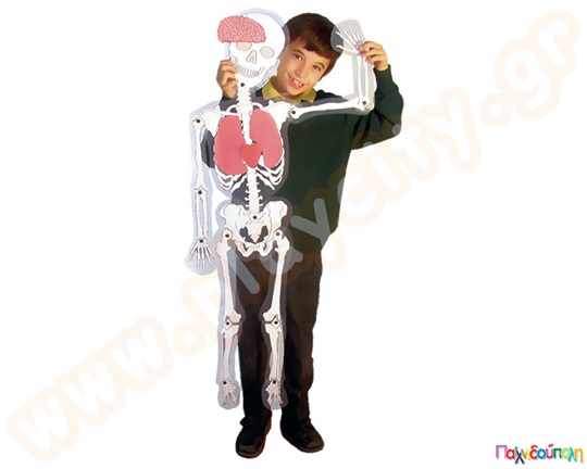 Ανθρώπινος σκελετός