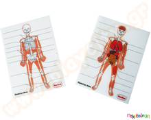 Ανθρώπινος σκελετός  Ανατομία