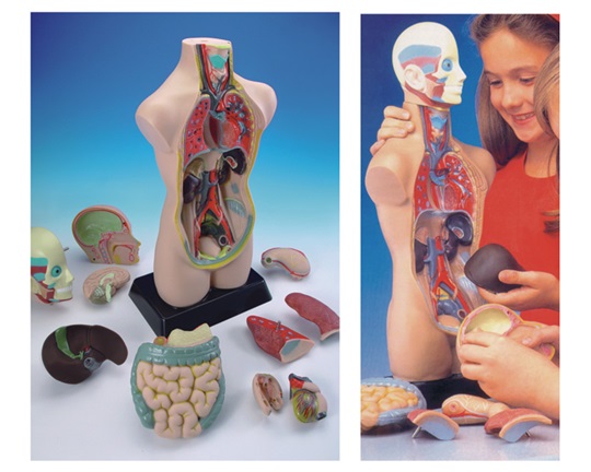 Κούκλα ανατομίας 50 cm