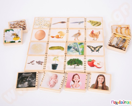 Ξύλινα Τουβλάκια Κύκλος της ζωής 24 τεμάχια